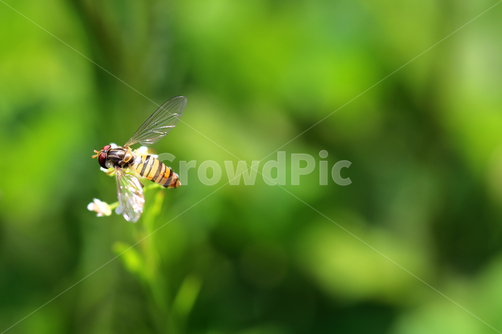 식물,꽃,동물,벌레,자연,식물,자연,plants,nature,꽃,flower,동물,animal,곤충,벌레,insect,bug