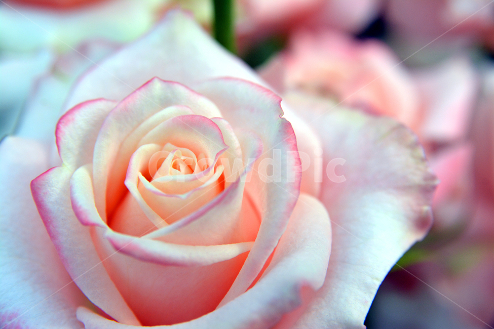 rose,장미,plant,식물,flower,꽃,blossom
