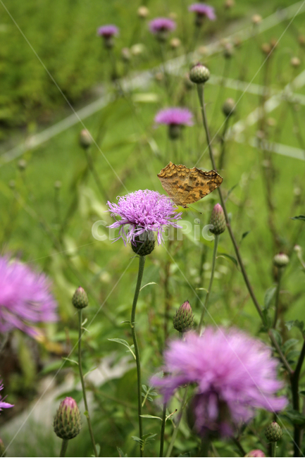 산비장이,식물,flower,plants,nature,꽃,꽃봉오리,나비,butterrfly,식물,자연,plants,nature,꽃,flower,동물,animal,곤충,벌레,insect,bug