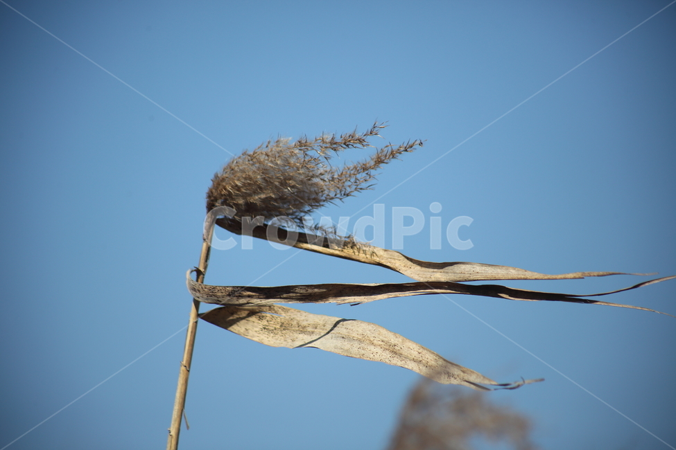 식물,풀,잡초,갈대,commonreed,바람,겨울갈대,가을,계절,fall,autumn,season,식물,자연,plants,nature,plant,grass,잔디,lawn
