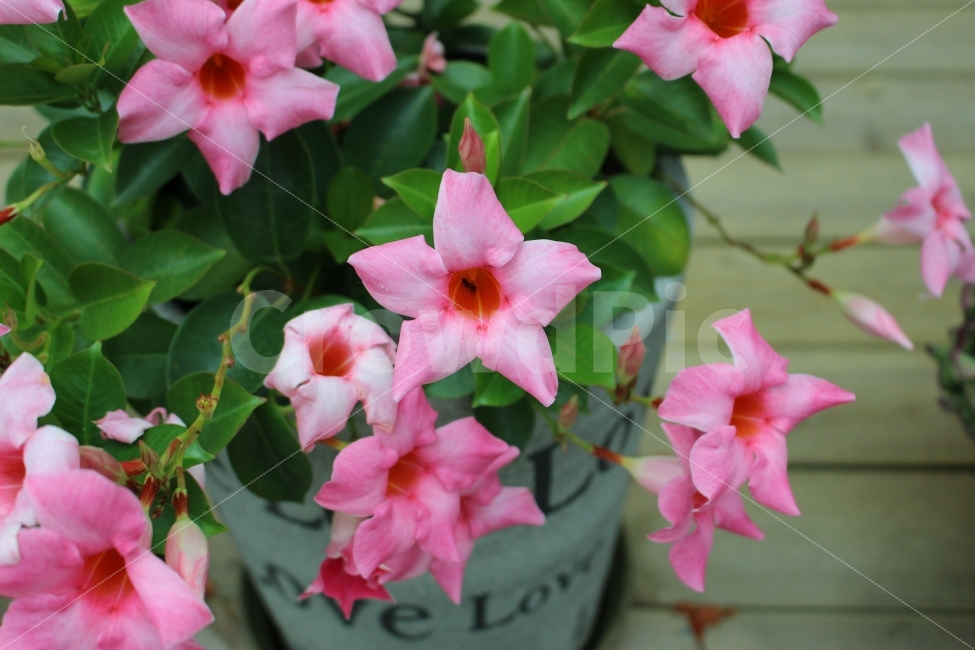 성북동,꽃,산책,동네,꽃집,식물,자연,plants,nature,꽃,flower