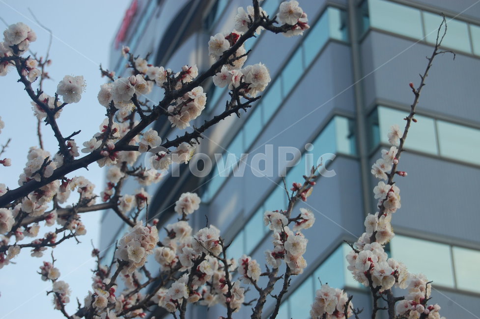 봄,벚꽃,꽃,spring,핑크,봄,계절,spring,season,plant,식물,flower,blossom