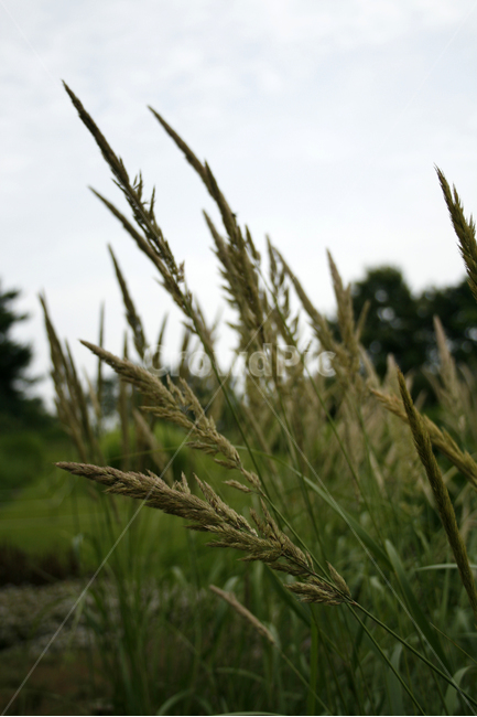산조풀,식물,plants,nature,풀,바람,감성,식물,자연,plants,nature