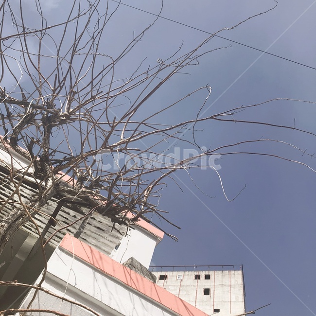 나무,겨울,하늘,외로움,바람,tree,sky