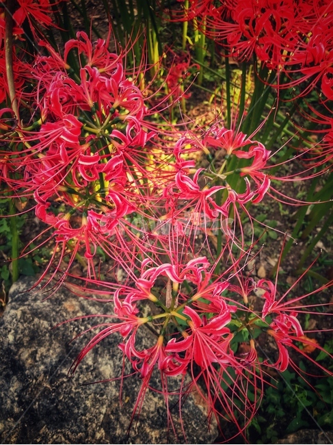 상사화,꽃,가을,자연,들꽃,식물,자연,plants,nature,꽃,flower