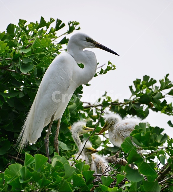 bird,새,animal,동물,waterfowl,egret,백로,stork,황새,육추,백로육추,백로새끼