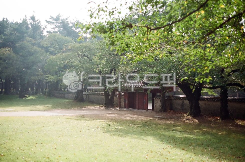 경북,경주시,경주,왕릉,고분,미추왕릉,대릉원,나무,식물,자연