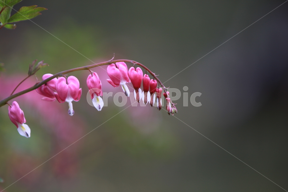 꽃,봄,금낭화,야생화,자연,봄꽃,식물,자연,plants,nature,꽃,flower