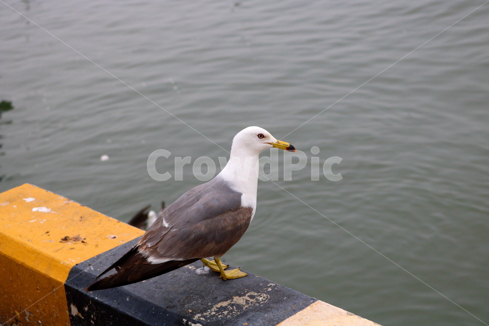 갈매기,새,조류,한강,동물,동물,animal,조류,새,birds