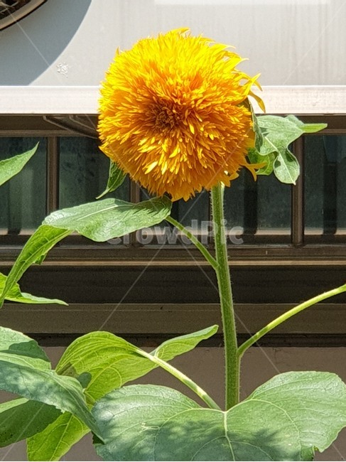 겹해바라기,만첩해바라기,테디베어해바라기,자이언트썬골드,해바라기꽃,식물,자연,plants,nature,꽃,flower