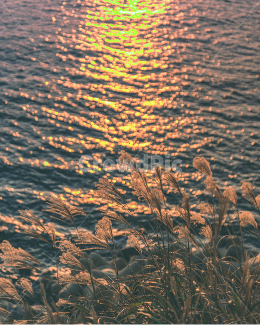 노을,바다,자연,배경화면,색감,자연,풍경,nature,landscape,grass,잔디,plant,식물,lawn