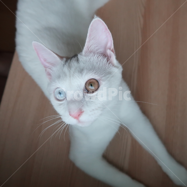 고양이,흰색,하양,흰고양이,하얀고양이,오드아이,근접샷