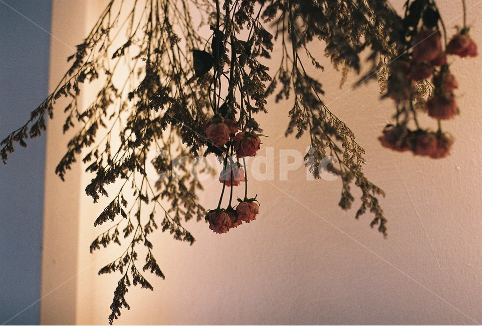 드라이플라워,인테리어,조명,꽃,필름사진,감성사진,식물,자연,plants,nature,꽃,flower,실내용화초,화분,화초,house plant,인테리어,실내디자인,interior design