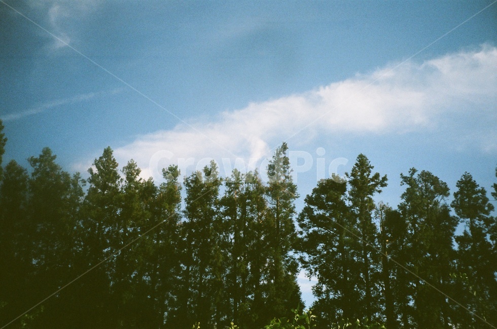 구름,나무,숲,하늘,겨울하늘,필름사진,자연,풍경,nature,landscape,식물,plants,나무,trees,wood,tree,plant,fir,전나무