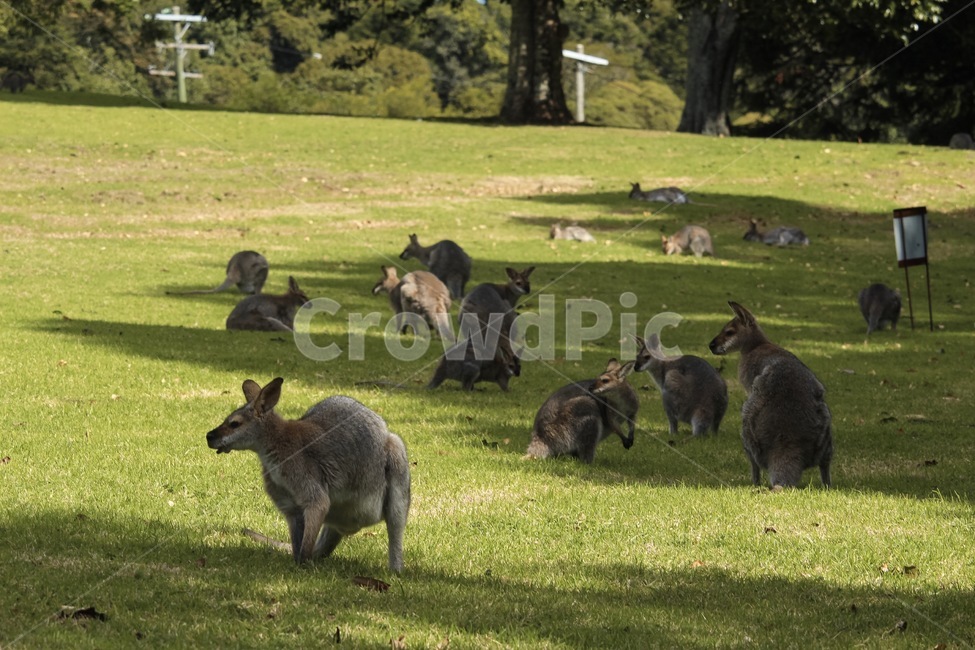 호주,호주왈라비,왈라비,왈라비들판,왈라비무리,wallaby,austraila,동물,animal,포유류,mammal