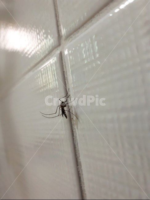 모기,해충,숲모기,곤충,벌레,산모기