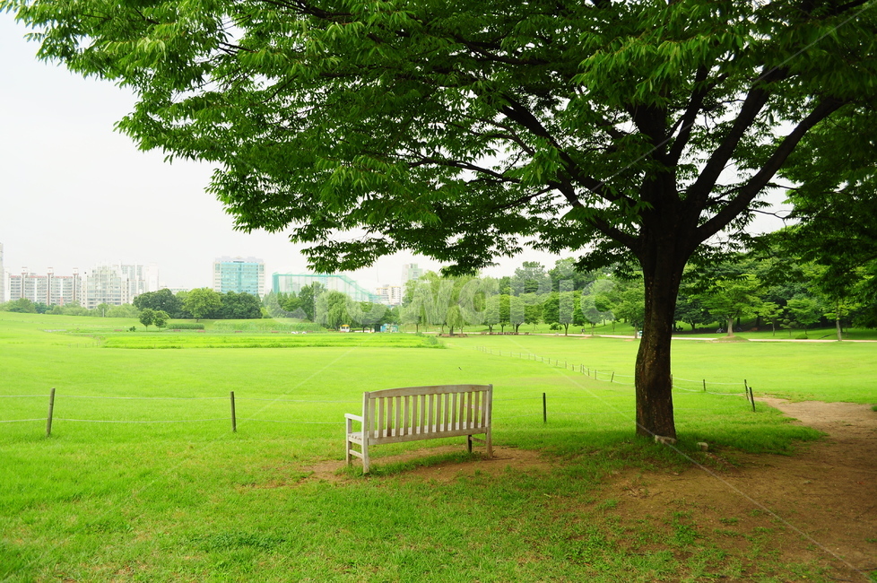 서울,올림픽공원,서울올림픽공원,나무,의자,벤치,잔디,잔디밭,도시,풍경,city,landscape,한국도시풍경,한국도시경관,korea cityscape,식물,자연,plants,nature,나무,trees,wood,grass,plant,furniture,가구,bench,lawn,outdoors,옥외,park,공원