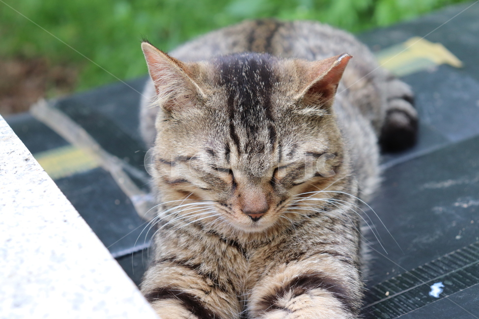 cat,고양이,동물,animal,길냥이,pet,눈감은고양이,낮잠,평화,동물,animal,포유류,mammal,고양이,cat,kitten,kitty