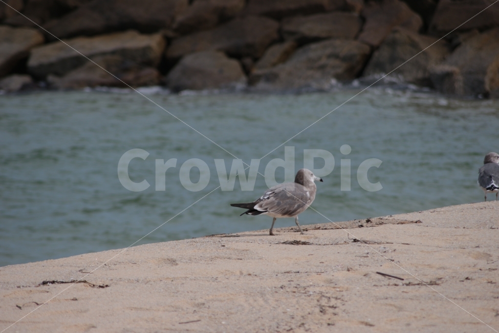 갈매기,동물,새,조류,바다,바위,gull,sea,바닷가,해변,해변가,해변,바다,beach,sea,동물,animal,조류,새,birds