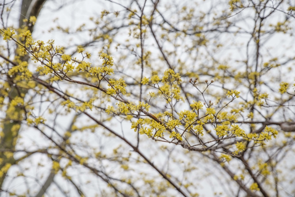 봄,봄꽃,산수유,매동마을,지리산,꽃,풍경,노랑,식물,자연,plants,nature,봄,계절,spring,season,꽃,flower,plant