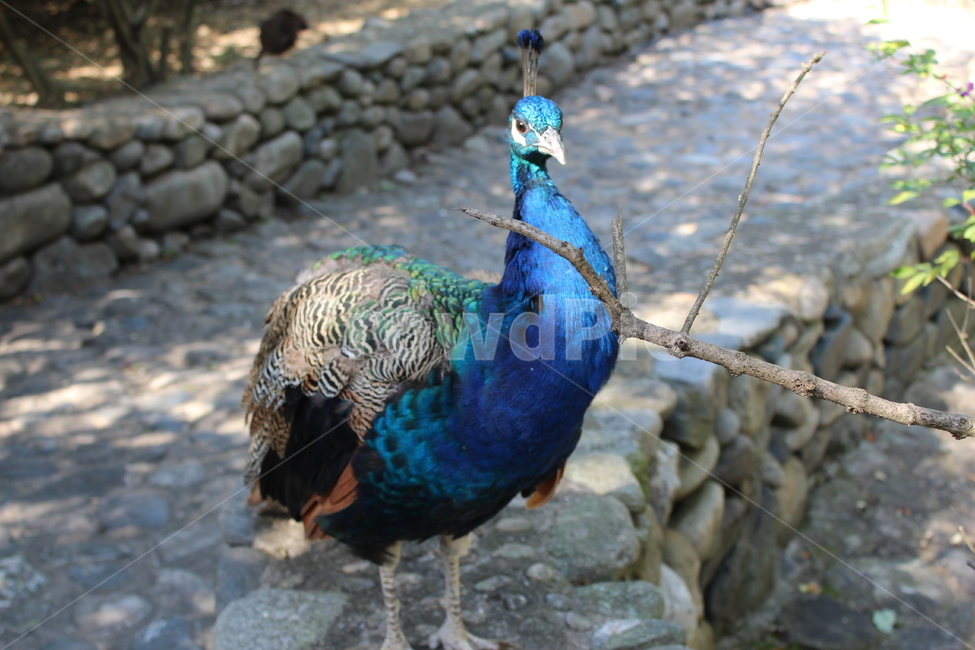peacock,zoo,peahen,공작,animal,동물,bird,새,동물원,조류,화려한,아름다운,동물,animal,조류,새,birds