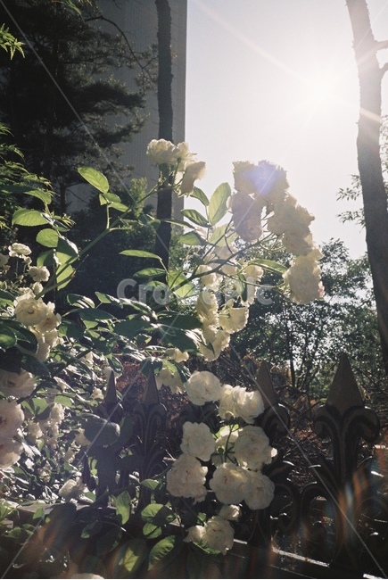 자연,감성,감성사진,장미,장미꽃,꽃,필름,필름카메라,필름사진,film,filmcamera,nature,rose,flower,plant,sensible,color,colorsensitivity,emotional,feeling
