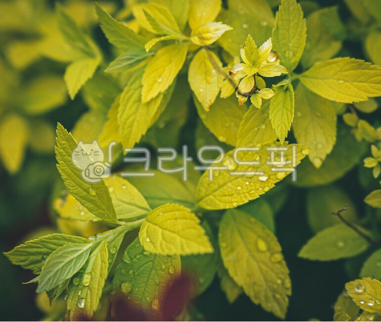 꽃,꽃물방울,잎물방울,물방울,잎,식물,작은물방울,식물,자연,plants,nature