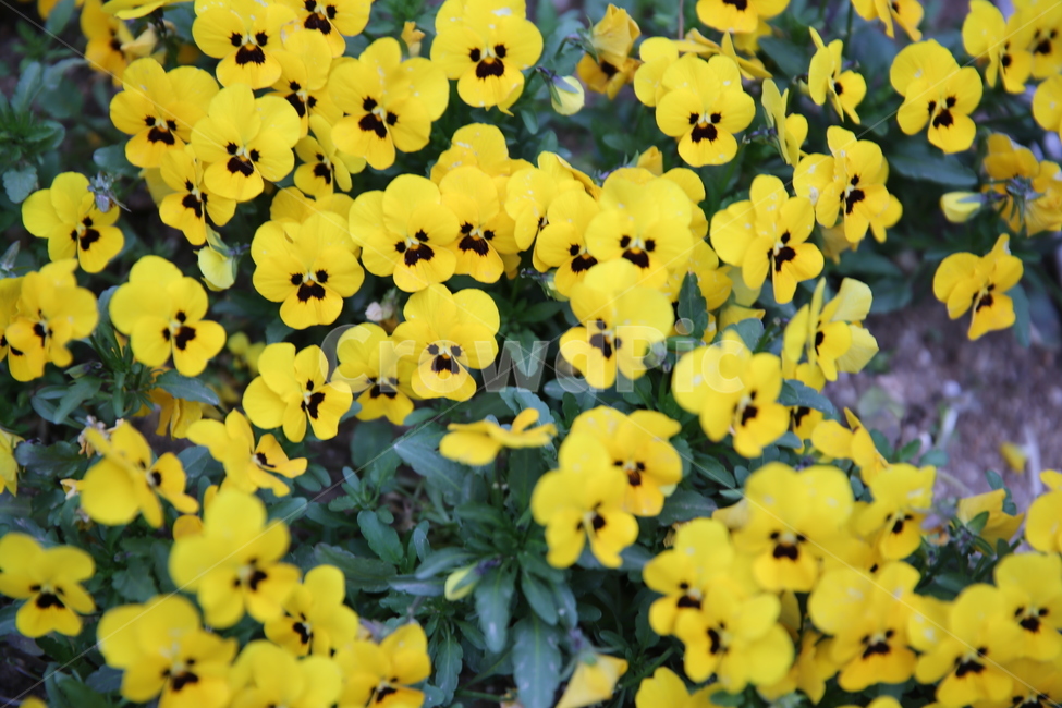 꽃,봄,일상,풍경,감성,계절,spring,season,식물,자연,plants,nature,flower,노란색,yellow,식물,자연,plants,nature,꽃,flower