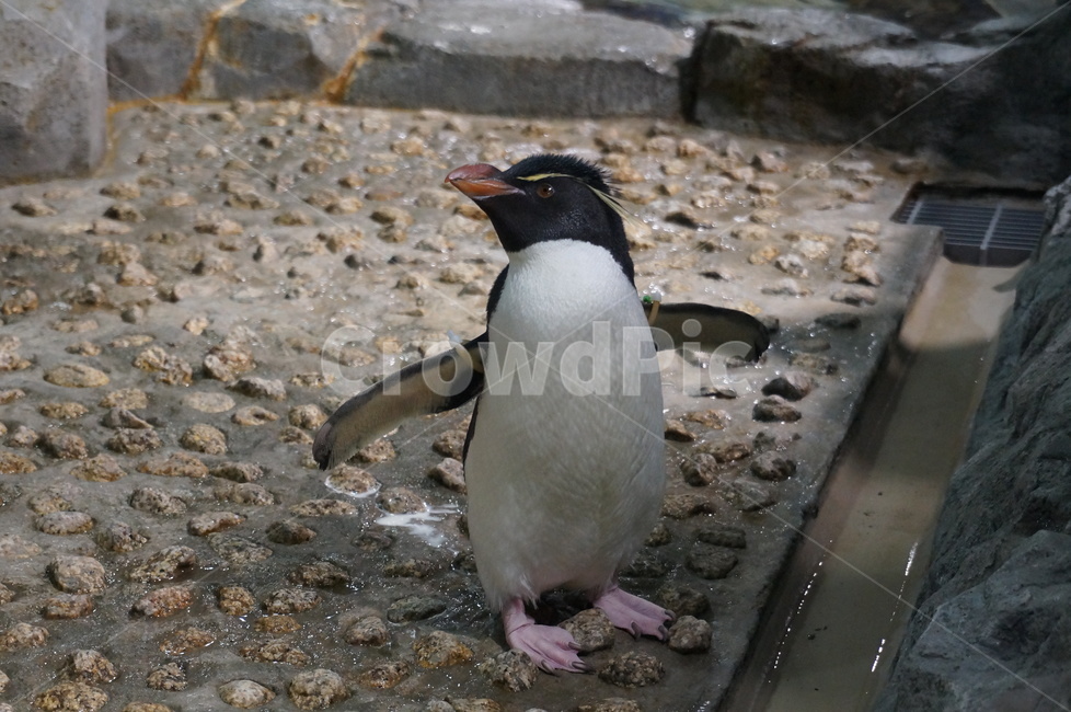 펭귄,아기펭귄,아가펭귄,펭펭,수족관,동물,animal,포유류,mammal