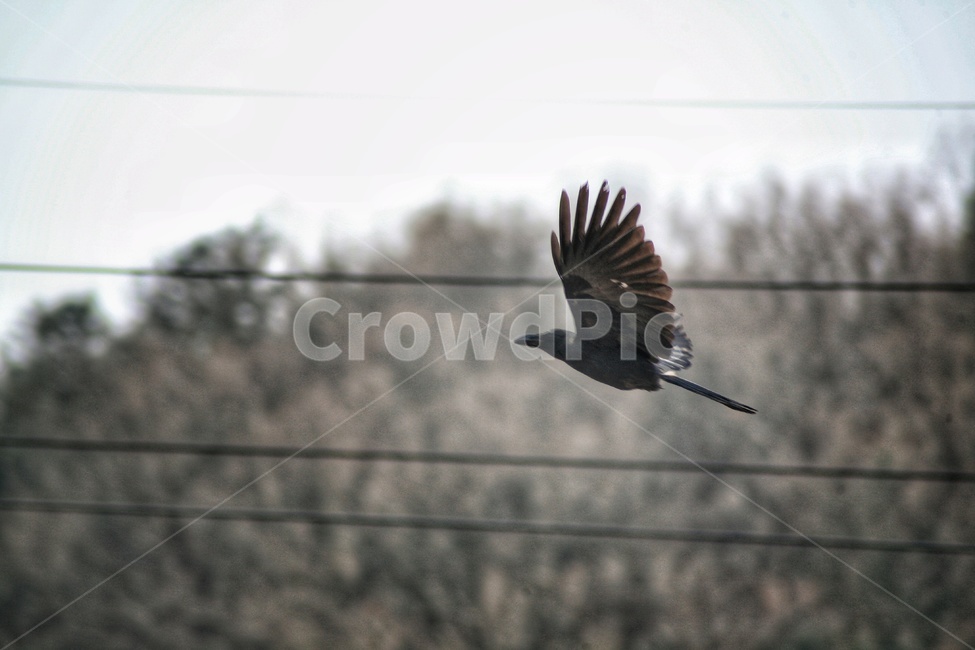 까마귀,새,조류,동물,animal,birds,동물,animal,조류,새,birds