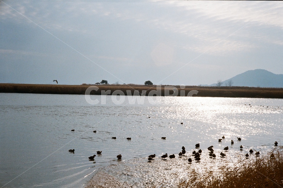 새,바다,노을,갈대,순천만,필름카메라,가을,계절,fall,autumn,season,자연,풍경,nature,landscape,한국자연풍경,한국자연경관,korea nature landscape,휴식,힐링,rest,relaxation,healing,water,물,outdoors,옥외