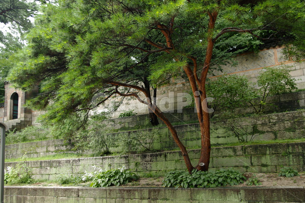 식물,plant,자연,nature,나무,자연,풍경,nature,landscape,tree,tree trunk,나무 줄기