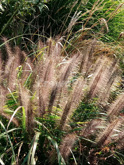 갈대,식물,reed,벼과,여러해살이풀,plant,겸가,노위,문견초,위근,위경,식물,자연,plants,nature