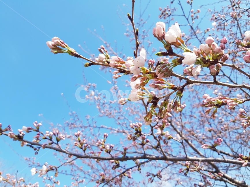 봄,벗꽃,잔디,4월,파릇파릇,하늘,산책로,봉우리,나무,봄,계절,spring,season,plant,식물,flower,꽃,blossom,cherry blossom,벚꽃