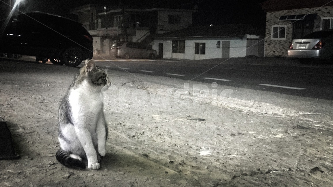 고양이,동물,cat,길고양이,straycat,animal,동물,animal,포유류,mammal,고양이,cat,kitten,kitty