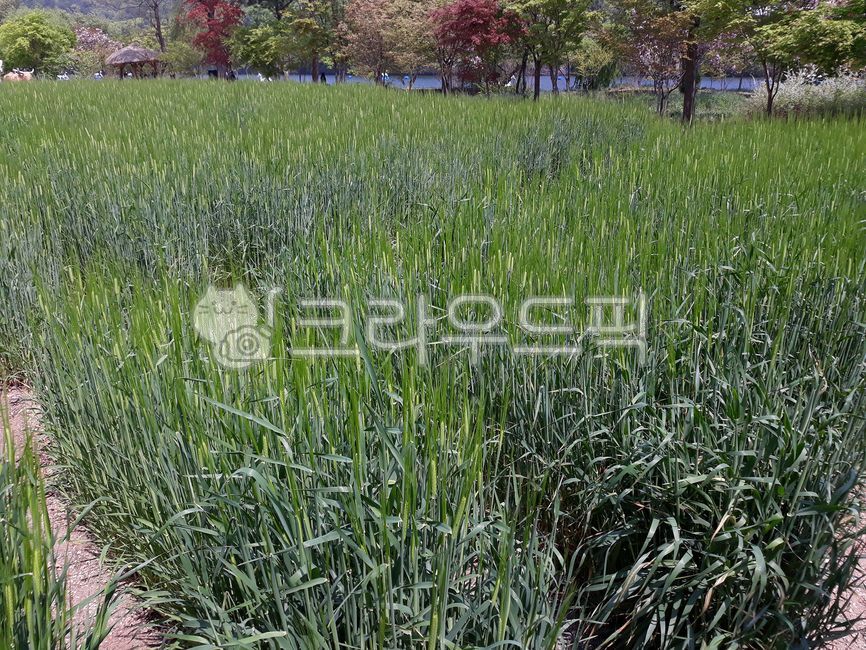 자연,식물,보리,보리밭,봄,숲,들,들판,실외,야외,풀,풀밭,초원