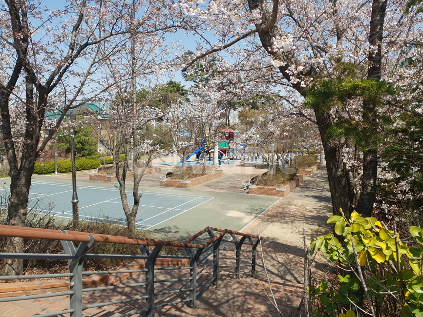 봄,벚꽃,공원,한가로운,spring