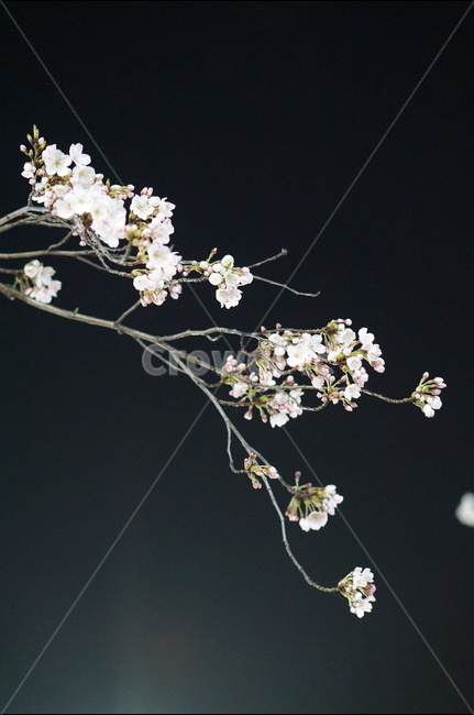벗꽃,야경,가로등,흰색,빛,밤,봄,계절,spring,season,야경,밤,풍경,nightscape,night,landscape,식물,자연,plants,nature,꽃,flower,plant