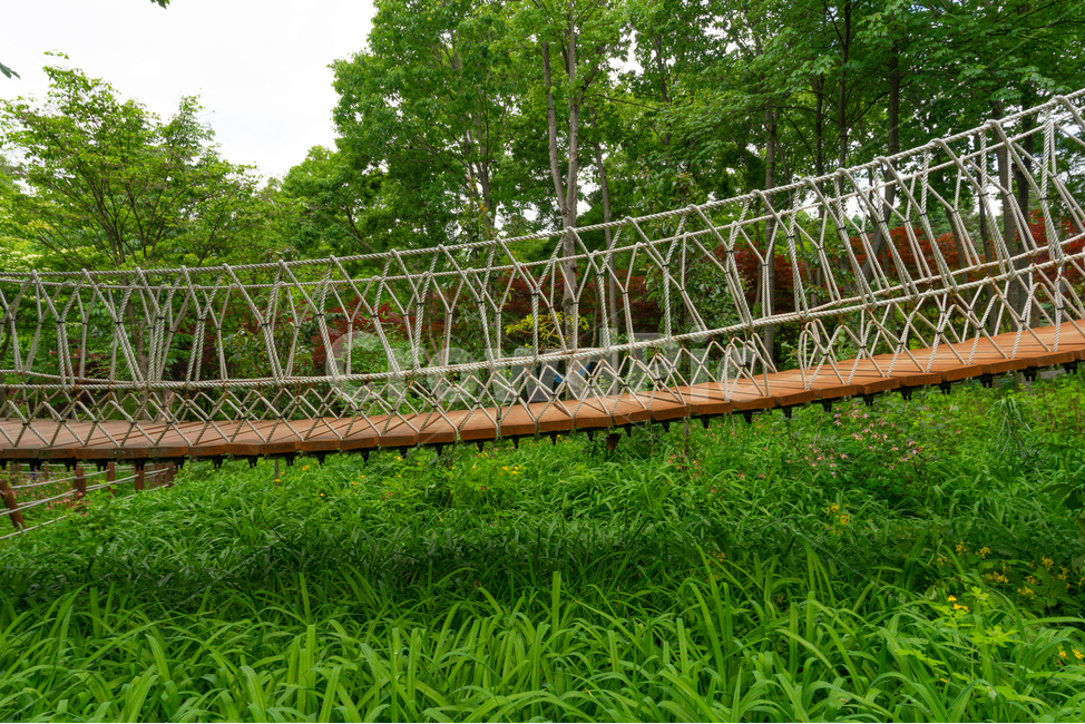 식물,나무,풀,징검다리,흔들다리,plant,tree,bridge,자연,풍경,nature,landscape