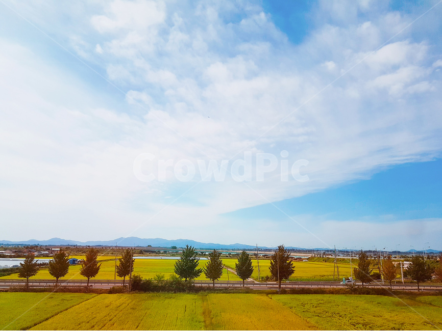 논,벼,가을,풍경,하늘,구름,가을,계절,fall,autumn,season,자연,풍경,nature,landscape,시골,마을,country,rural,town,outdoors,옥외