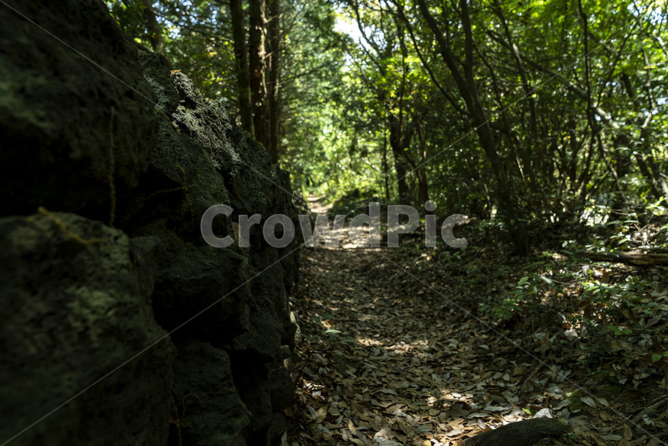 숲,숲길,제주도,제주숲길,forest,wood,leaf,나무,나뭇잎,tree,green,돌,바위,현무암,stone,rock,jeju,landscape