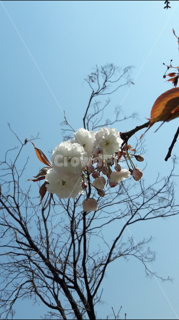 하늘,꽃,봄,흰색,가지,봄,계절,spring,season,식물,자연,plants,nature,꽃,flower,plant,animal,동물,bird,새