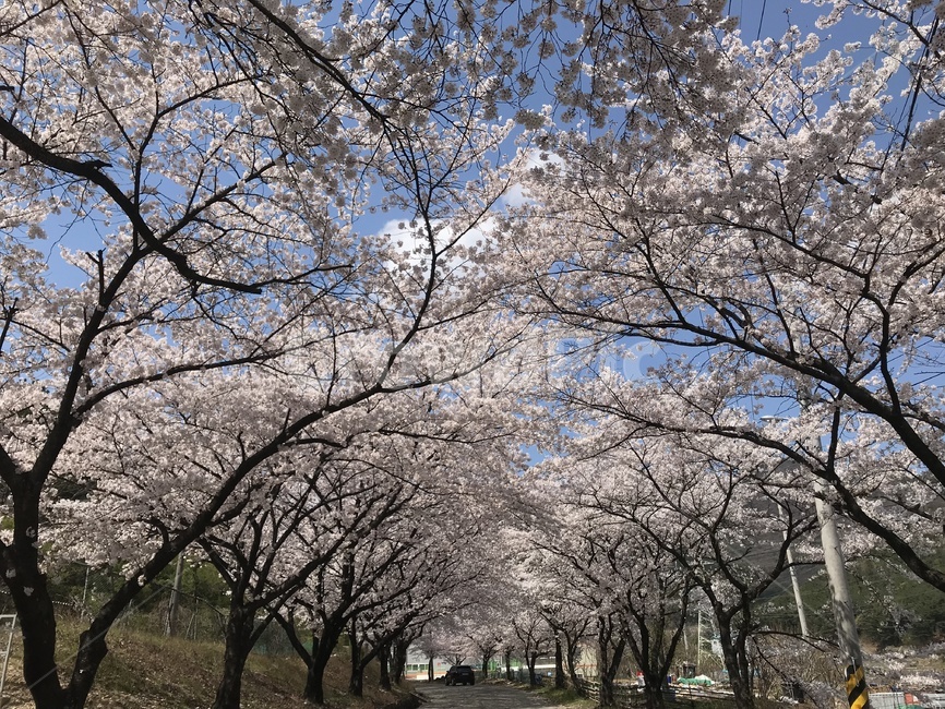봄벚꽃,벚꽃,길가벚꽃,만개한벚꽃,양사이드벚꽃,봄,봄,계절,spring,season,자연,풍경,nature,landscape,plant,식물,blossom,꽃,flower