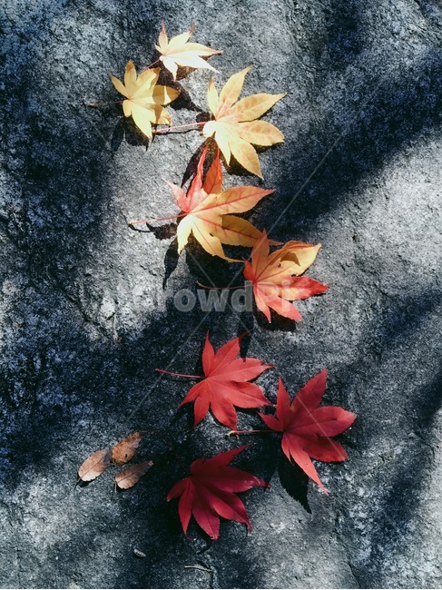 단풍,노란색,주황색,빨간색,그라데이션,가을,계절,fall,autumn,season,plant,식물,leaf,잎,tree,나무,maple
