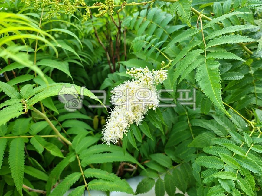 개쉬땅나무,쉬땅나무,울타리용,관상용,깃꼴겹잎,복총상꽃차례,흰꽃,밀원식물,잎,leaf,flower,꽃,green,녹색