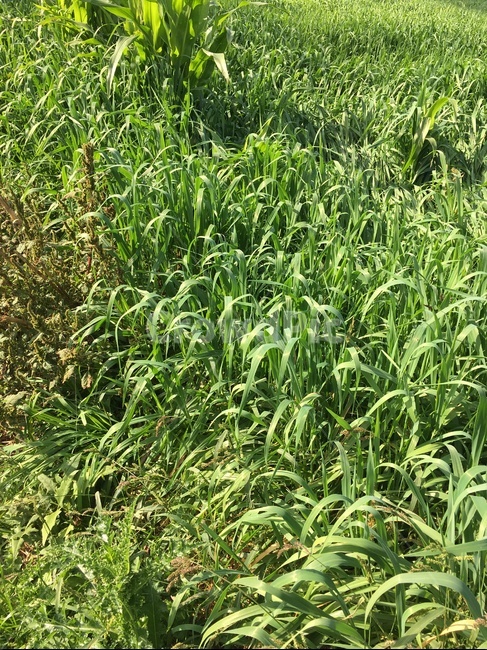 plant,식물,풀,자연,풍경,바람,들판