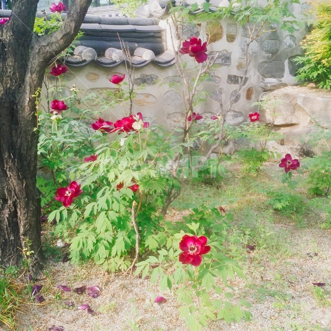 풍경꽃,장미,여름,들,나무