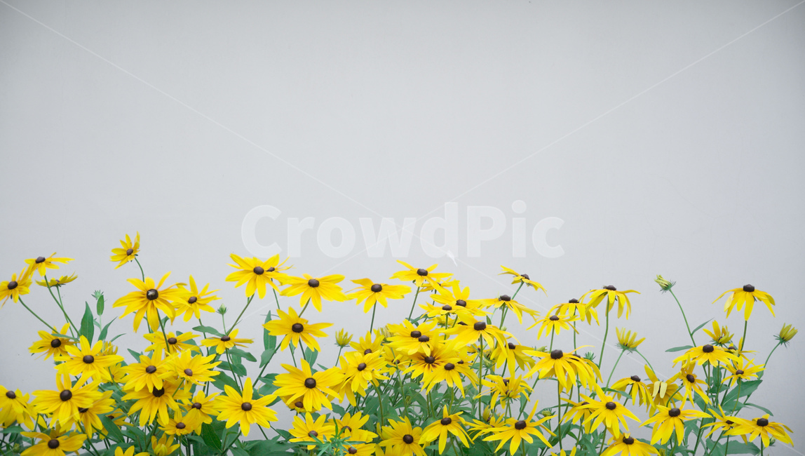 벽,노란색,꽃,초록색,들꽃,꽃,flower