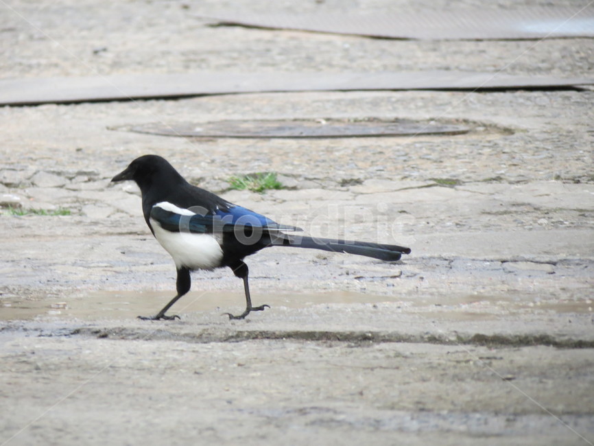 까치,새,풍경,한국,웅덩이,한국적인,길거리,종종걸음,설날,bird,magpie,magpiepictuer,korea,street,koreastreet,동물,animal,조류,새,birds