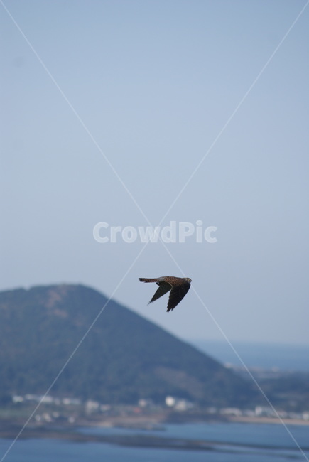 까치,하늘,새,자연,bird,sky,alone,fly,날개짓,동물